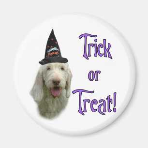 Spinone Italiano Trick Magnet