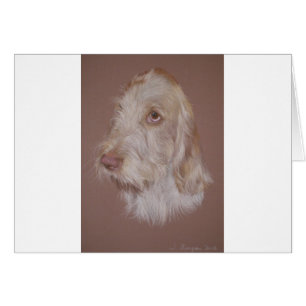 Spinone italienne