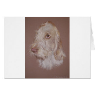 Spinone italienne