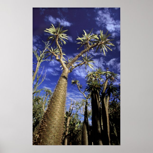 Spiny Forest aus Pachypodium-Bäumen Poster (Vorne)