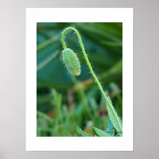 Spiny Green Poppy Bud in Progress Macro Foto Poster (Vorne)