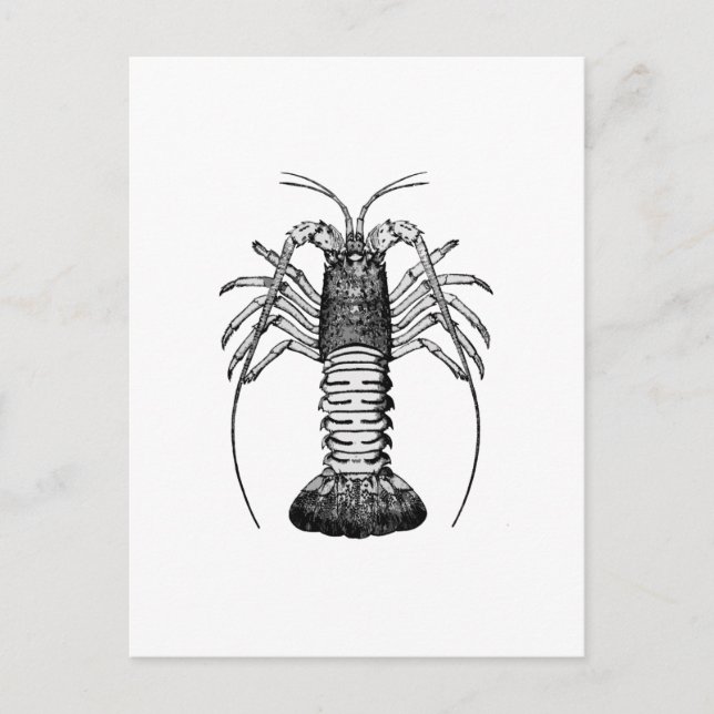 Spiny Humster (Kalifornien) Postkarte (Vorderseite)