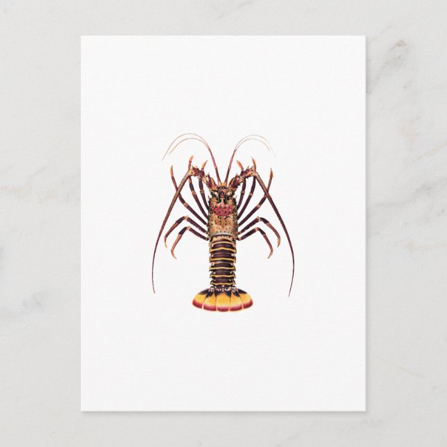 Spiny Lobster (asiatisch-pazifischer Raum) Postkarte (Vorderseite)