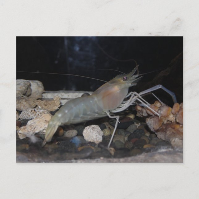Spiny Lobster Postkarte (Vorderseite)