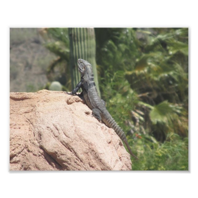 Spiny-Schwänze Iguana Fotodruck (Vorne)