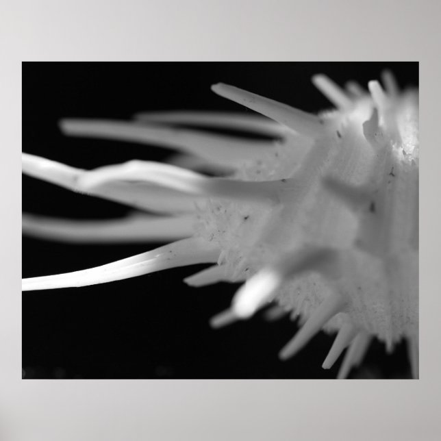 Spiny Seashell BW Fotograf - Große Printwerbung Poster (Vorne)
