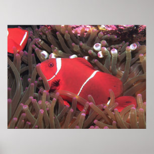 Spinycheek Clownfish Poster