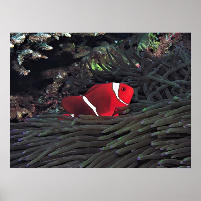 Spinycheek Clownfish Poster (Vorne)