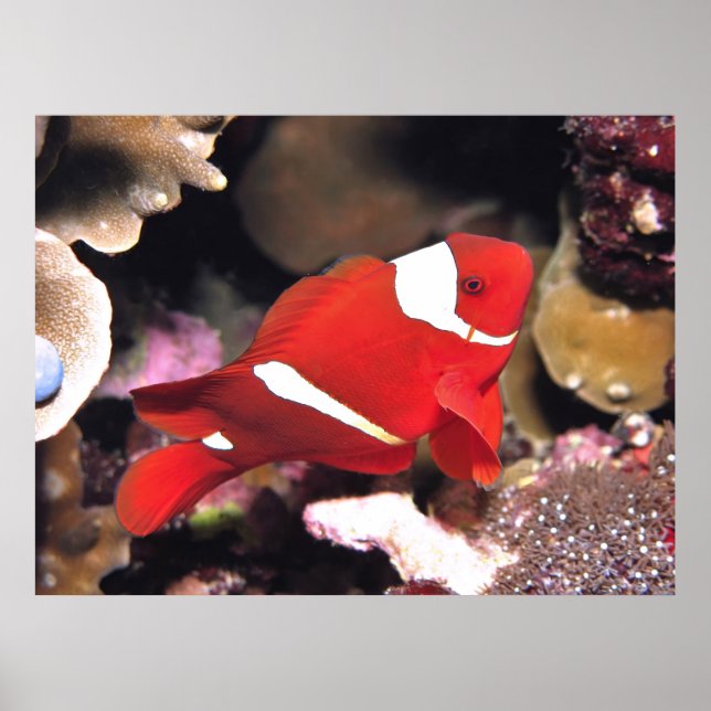 Spinycheek Clownfish Poster (Vorne)