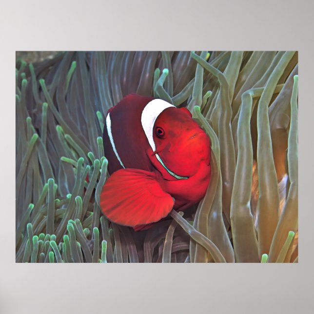 Spinycheek Poster (Vorne)