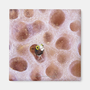 Spinyhead Blenny (acanthemblemaria spinosa) herein Magnet
