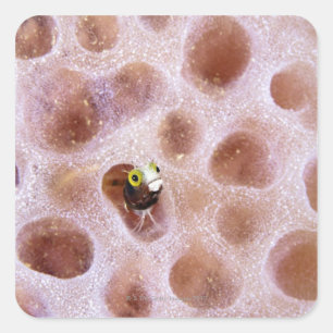 Spinyhead Blenny (acanthemblemaria spinosa) herein Quadratischer Aufkleber