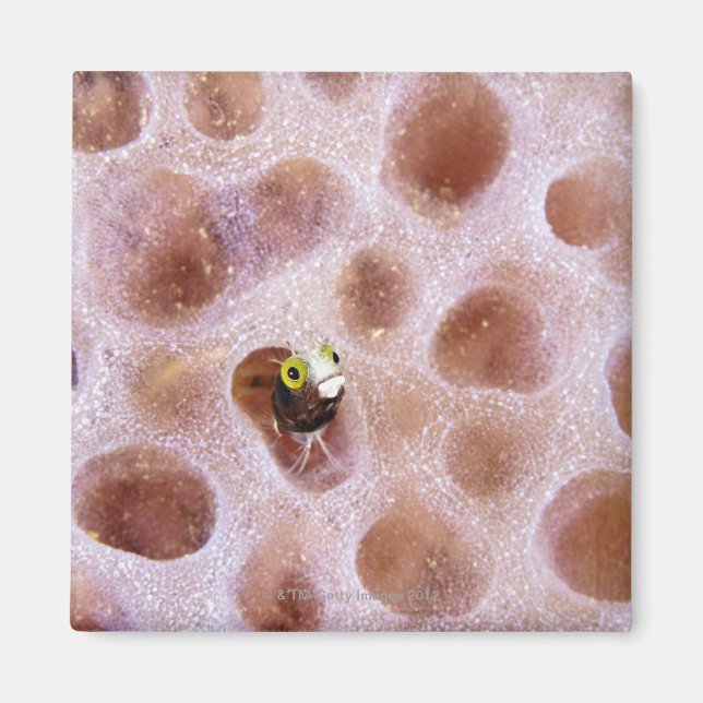 Spinyhead Blenny (akanthemblemaria spinosa) in Magnet (Vorne)