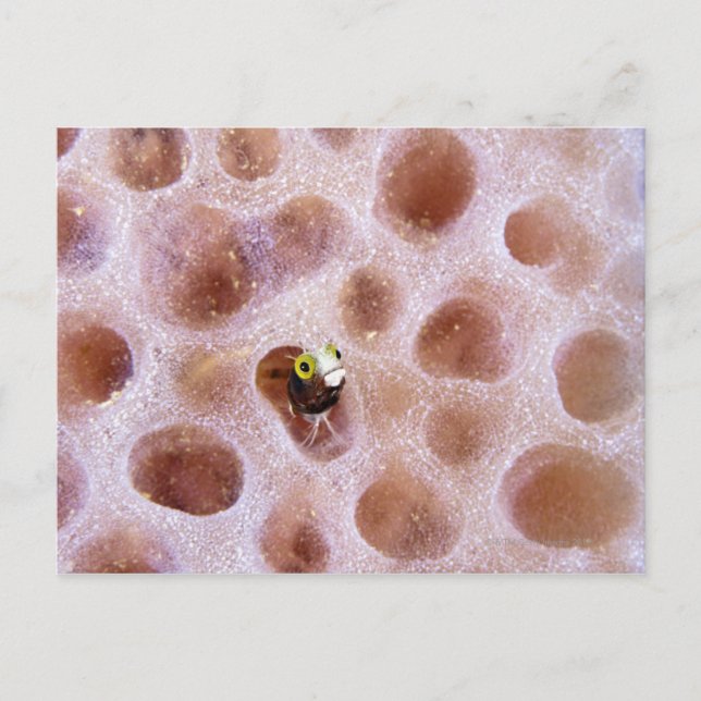 Spinyhead Blenny (akanthemblemaria spinosa) in Postkarte (Vorderseite)
