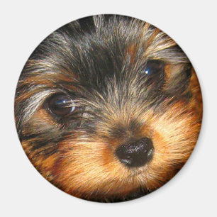 Spionierender Yorkie-Magnet Magnet