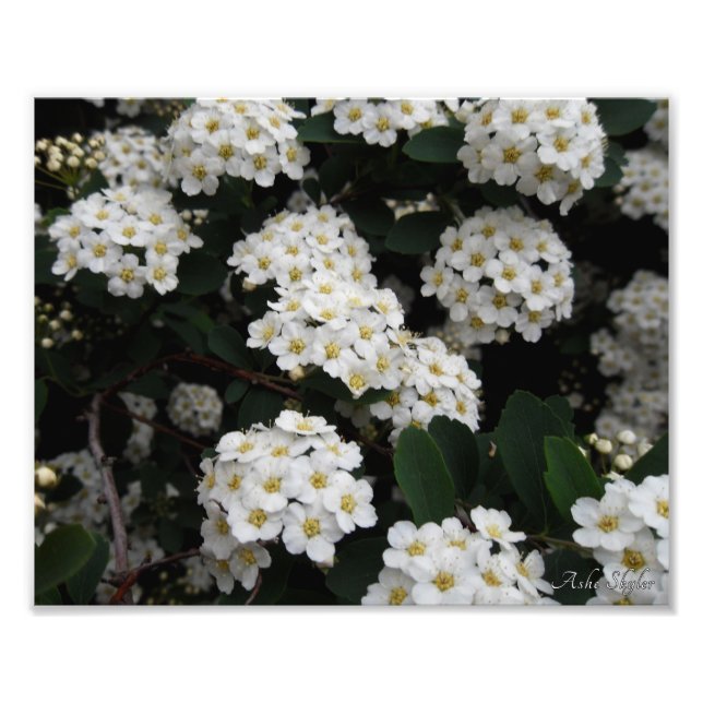 Spiraea Fotodruck (Vorne)
