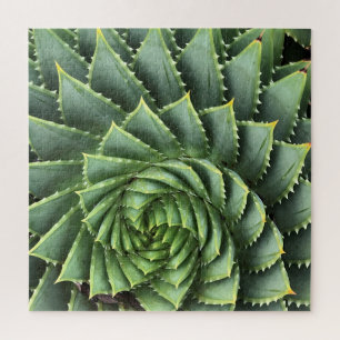 Spiral Aloe Fibonacci