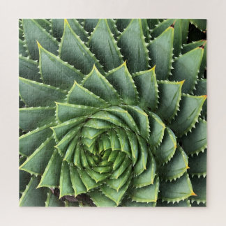 Spiral Aloe Fibonacci