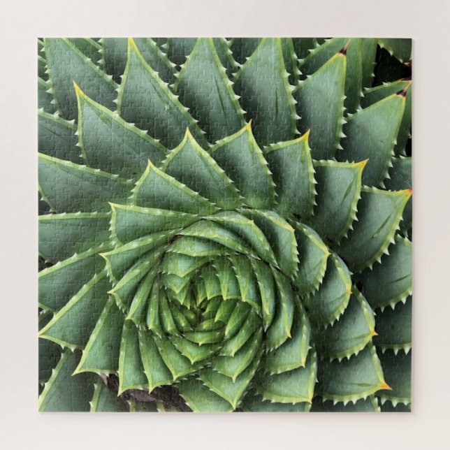 Spiral Aloe Fibonacci (Vertikal)