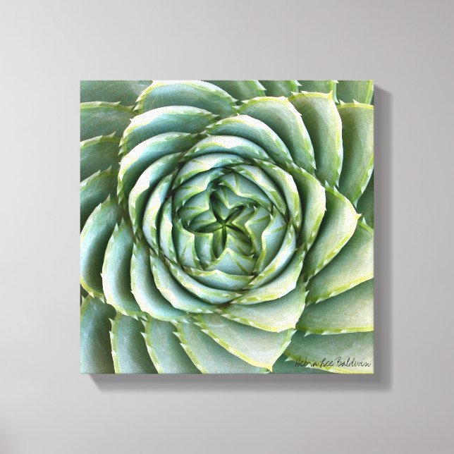 Spiral Aloe Foto von Debra Lee Baldwin Leinwanddruck (Vorderseite)