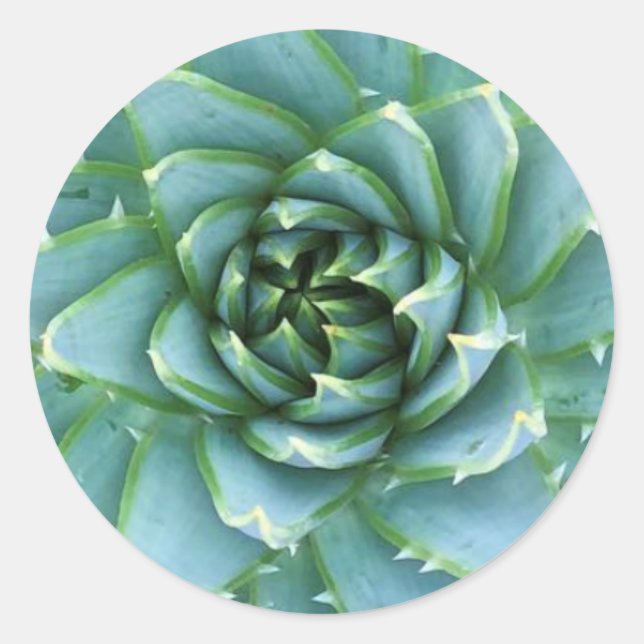 Spiral Aloe Polyphylla Sticker (Vorderseite)
