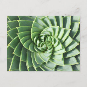 Spiral Aloe Post Card Postkarte