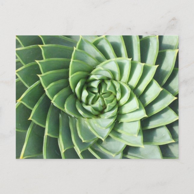 Spiral Aloe Post Card Postkarte (Vorderseite)