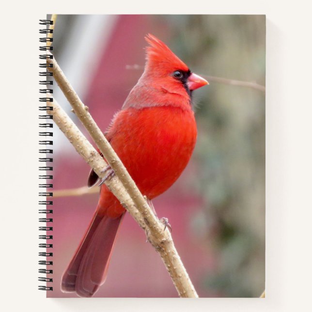 Spiral Notebook mit rotem Kardinal Notizbuch (Vorderseite)