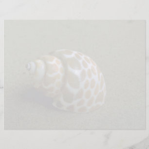 Spiralbabylon (Babylonia spirata) Muschel