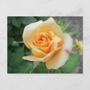 Spiralgelbe Rose Postkarte