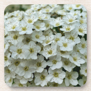 Spirea Arguta Getränkeuntersetzer