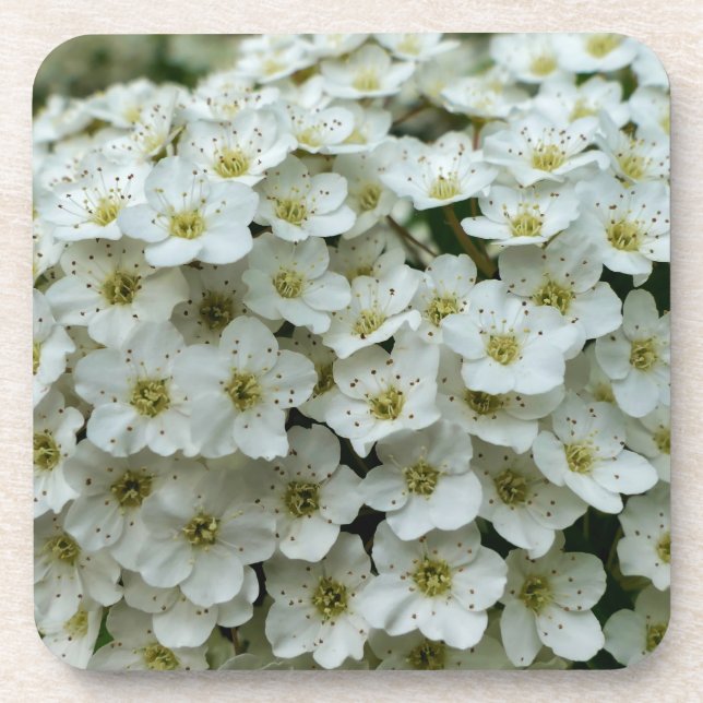 Spirea Arguta Getränkeuntersetzer (Vorderseite)