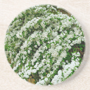 Spirea Arguta Getränkeuntersetzer