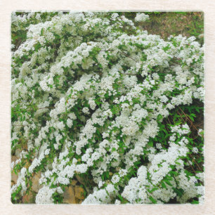 Spirea Arguta Glasuntersetzer