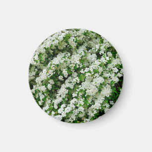 Spirea Arguta Magnet