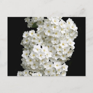 Spirea Arguta Postcard Postkarte