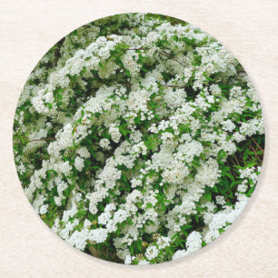 Spirea Arguta Runder Pappuntersetzer