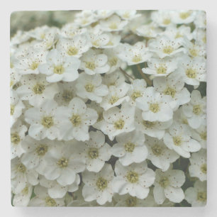 Spirea Arguta Steinuntersetzer