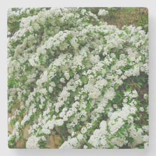 Spirea Arguta Steinuntersetzer