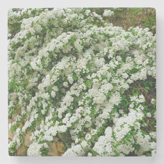 Spirea Arguta Steinuntersetzer (Vorderseite)