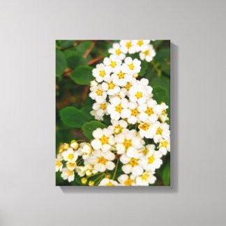 Spirea Leinwanddruck