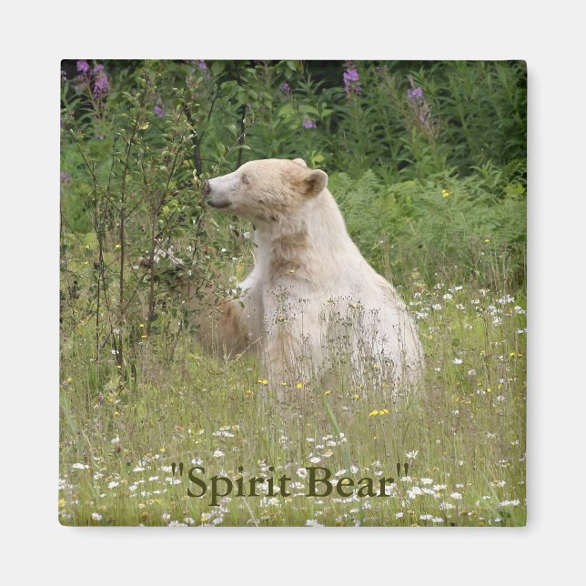 Spirit Bear Geschenke Magnet (Vorne)