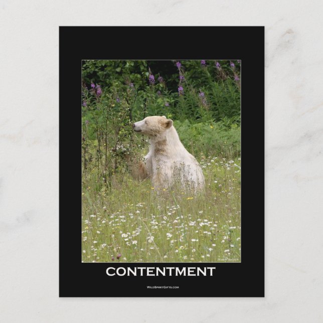 Spirit Bear Geschenke Postkarte (Vorderseite)