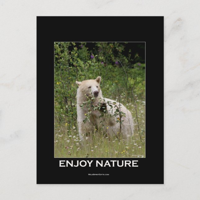 Spirit Bear Geschenke Postkarte (Vorderseite)