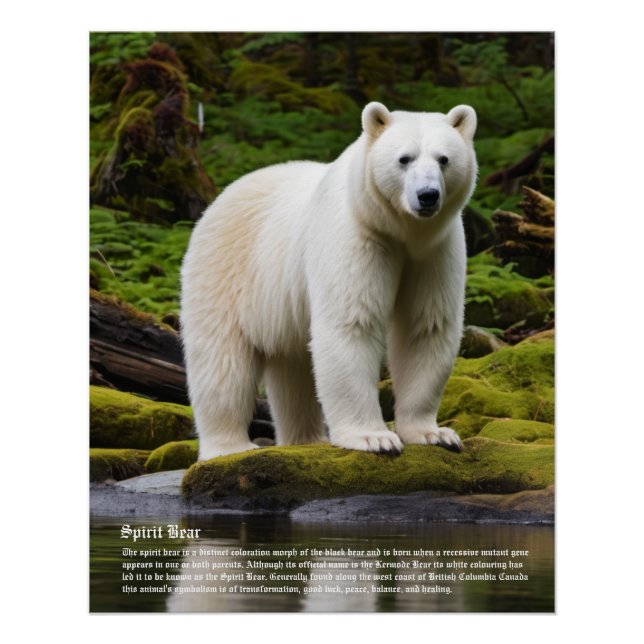 Spirit Bear Poster (Vorderseite)