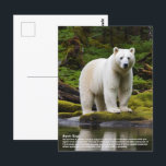 Spirit Bear Postkarte<br><div class="desc">Der Spirituosenbär ist ein ausgeprägter Farbmorph des schwarzen Bären und geboren, wenn ein rezessives Mutantengen in einem oder beiden Eltern auftritt. Obwohl sein offizieller Name ist der Kermode Bär, dessen weiße Färbung dazu geführt hat, dass er als der Geistbär bekannt ist. Dieses Tier, das sich an der Westküste von British...</div>