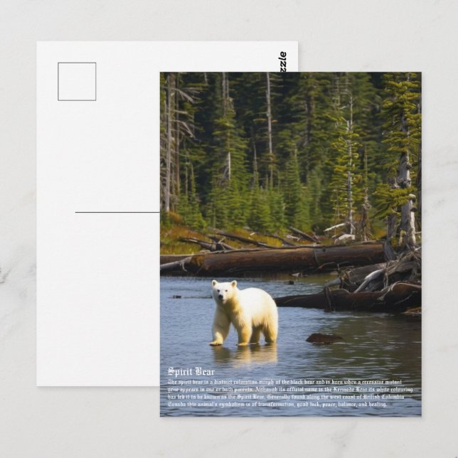 Spirit Bear Postkarte (Vorne/Hinten)