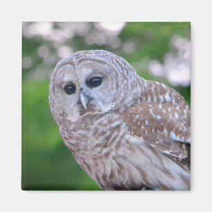 Spirit Of The Owl Magnet
