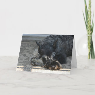"Spirit" Standard Schnauzer Foto Grußkarte Karte