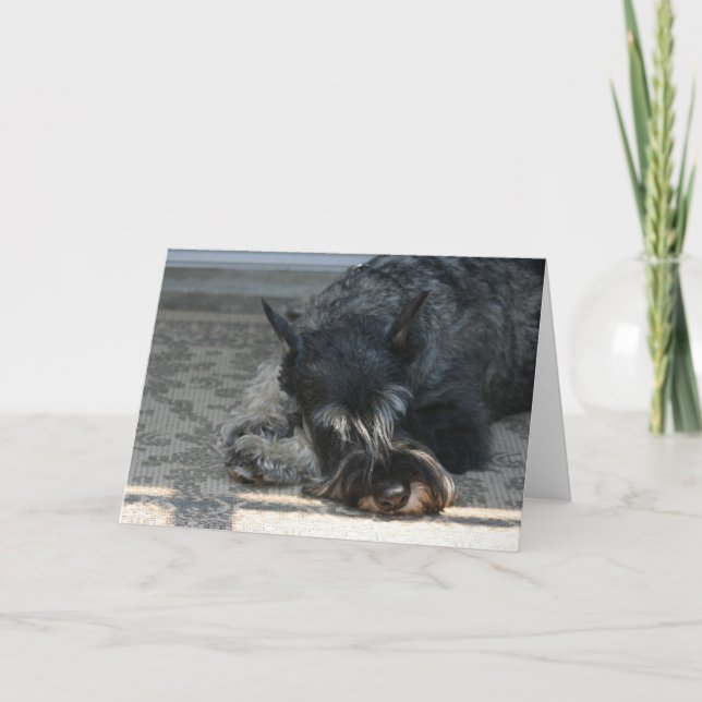 "Spirit" Standard Schnauzer Foto Grußkarte Karte (Vorderseite)
